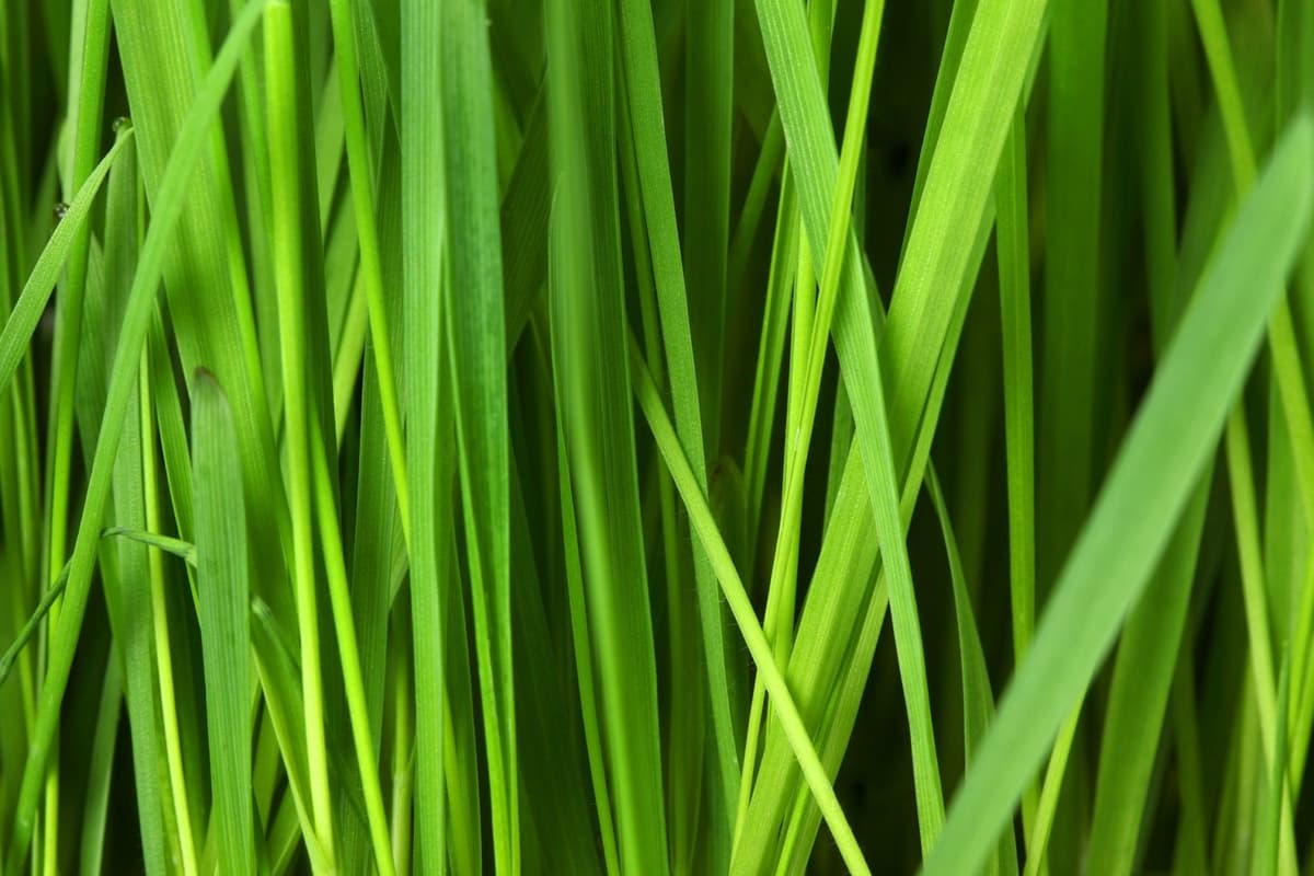 Healthy, lush green field