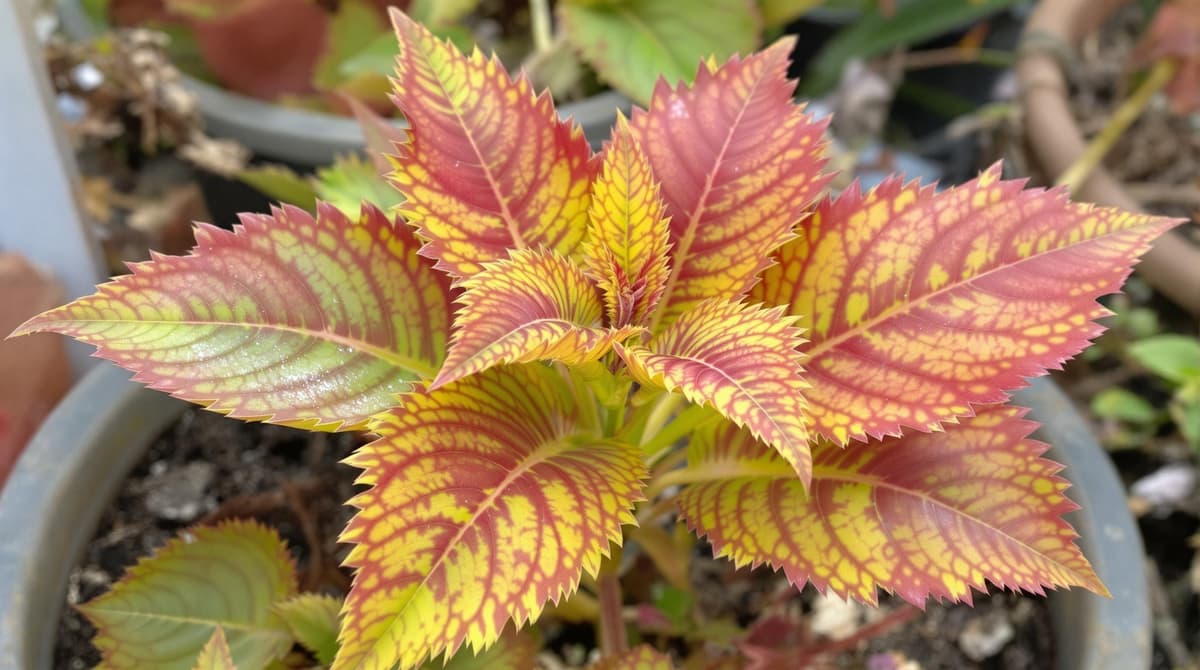 Plant showing signs of fungal stress